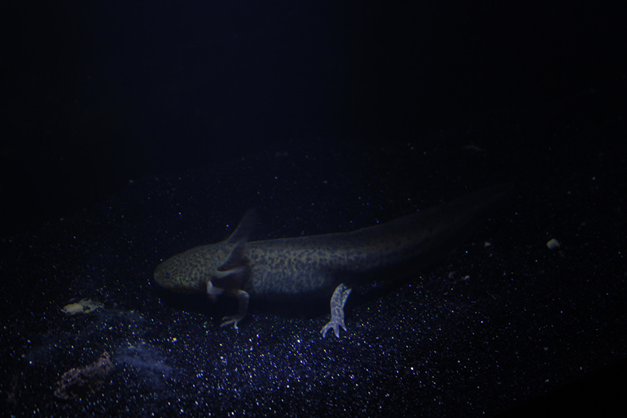axolotl1
